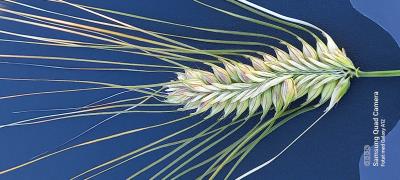 Click for 1 image(s) for this accession. Spike